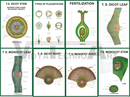 BOTANY III